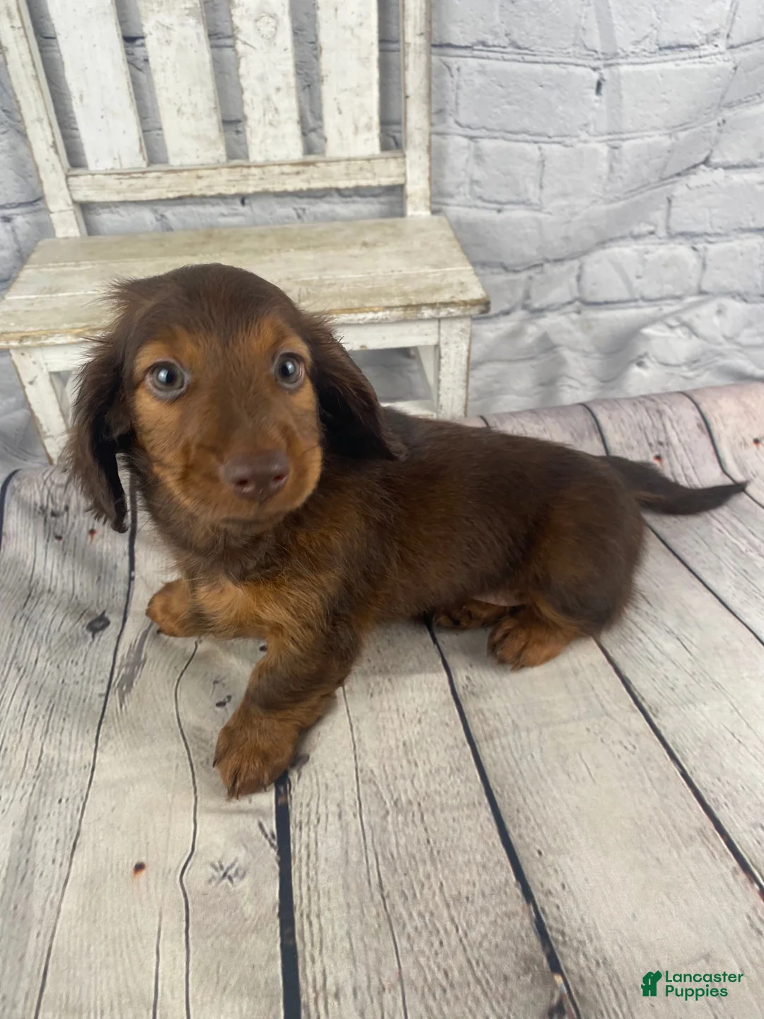 Miniature Dachshund dogs for sale: Emma - Ad 13