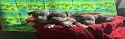 American Pit Bull Terrier dogs for sale: American Pit Bull Terrier Puppy 1 - Ad 7