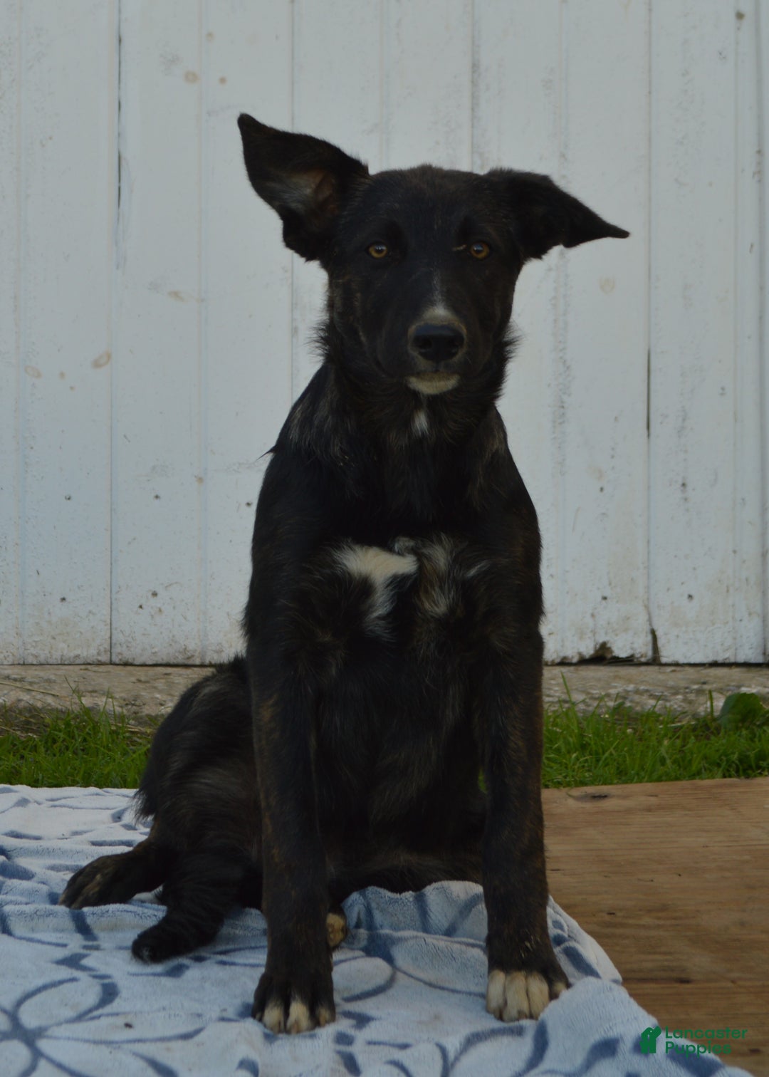 Mixed Breed dogs for sale: Allie - Ad 5