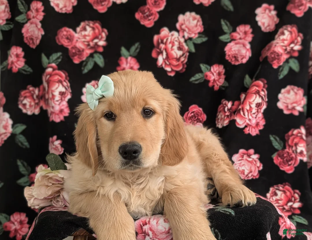 Golden Retriever dogs for sale: Carrie - Ad 10
