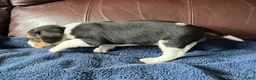 Beagle dogs for sale: Beagle 5 - Ad 5