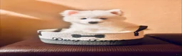 Pomsky dogs for sale: Orion - Toy Male Pomsky → The Real-Life Teddy Bear - Ad 7
