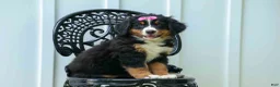 Bernese Mountain Dog dogs for sale: SALLY - Ad 16