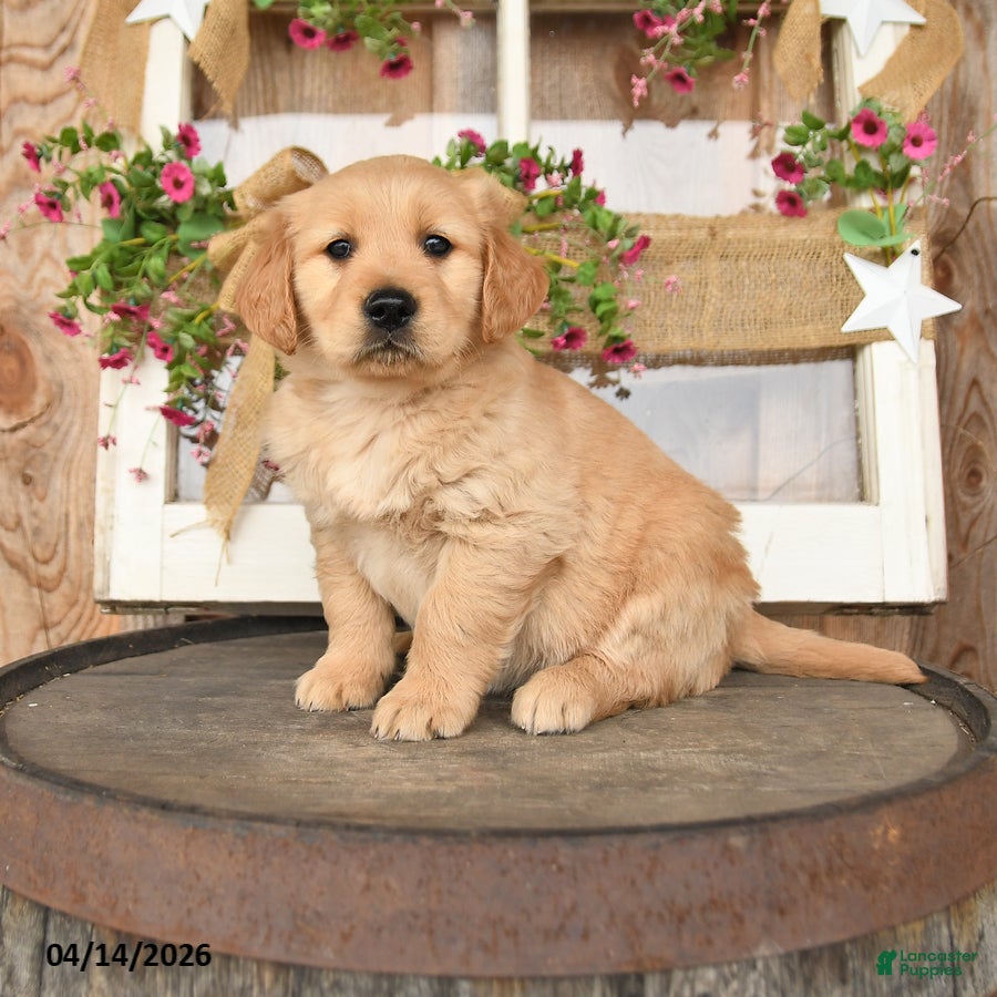 Golden Retriever dogs Lady - Ad 1