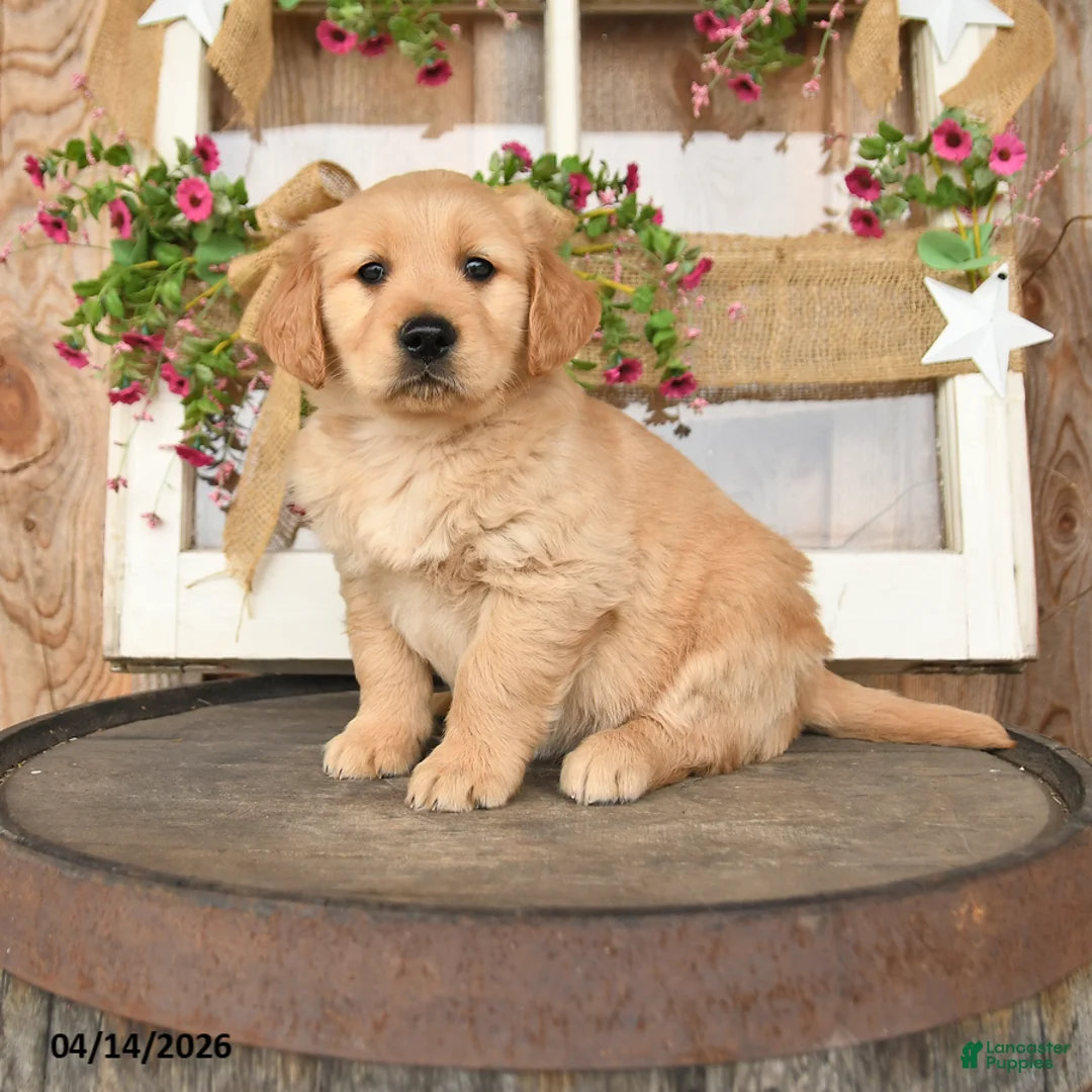 Golden Retriever dogs for sale: Lady - Ad 1