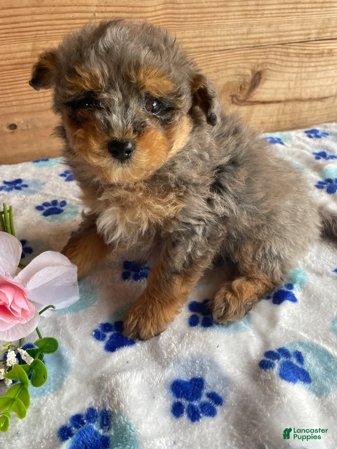 Pomapoo dogs for sale: Bingo - Ad 1