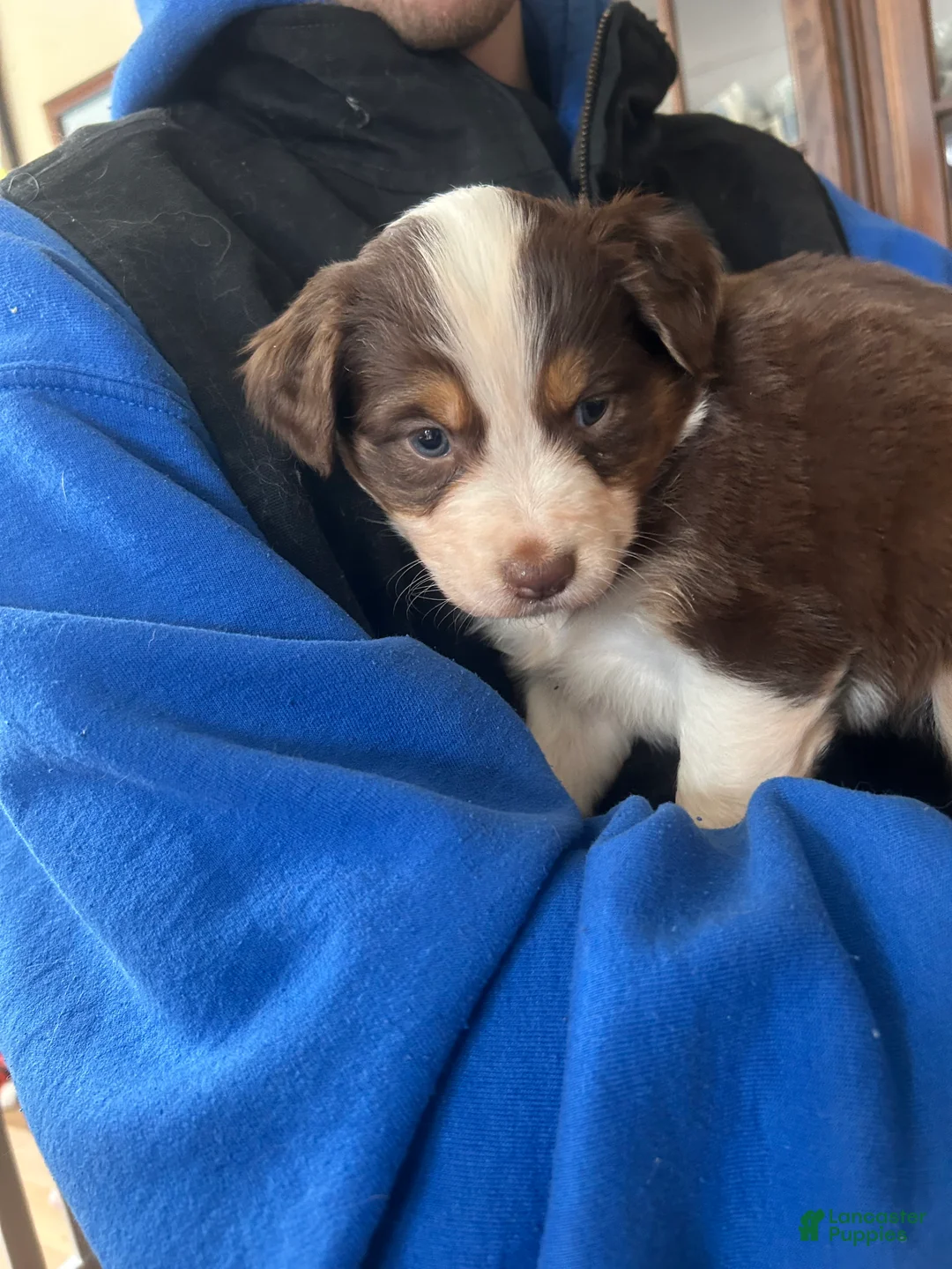 Australian Shepherd dogs for sale: Bridget Bishop - Ad 4