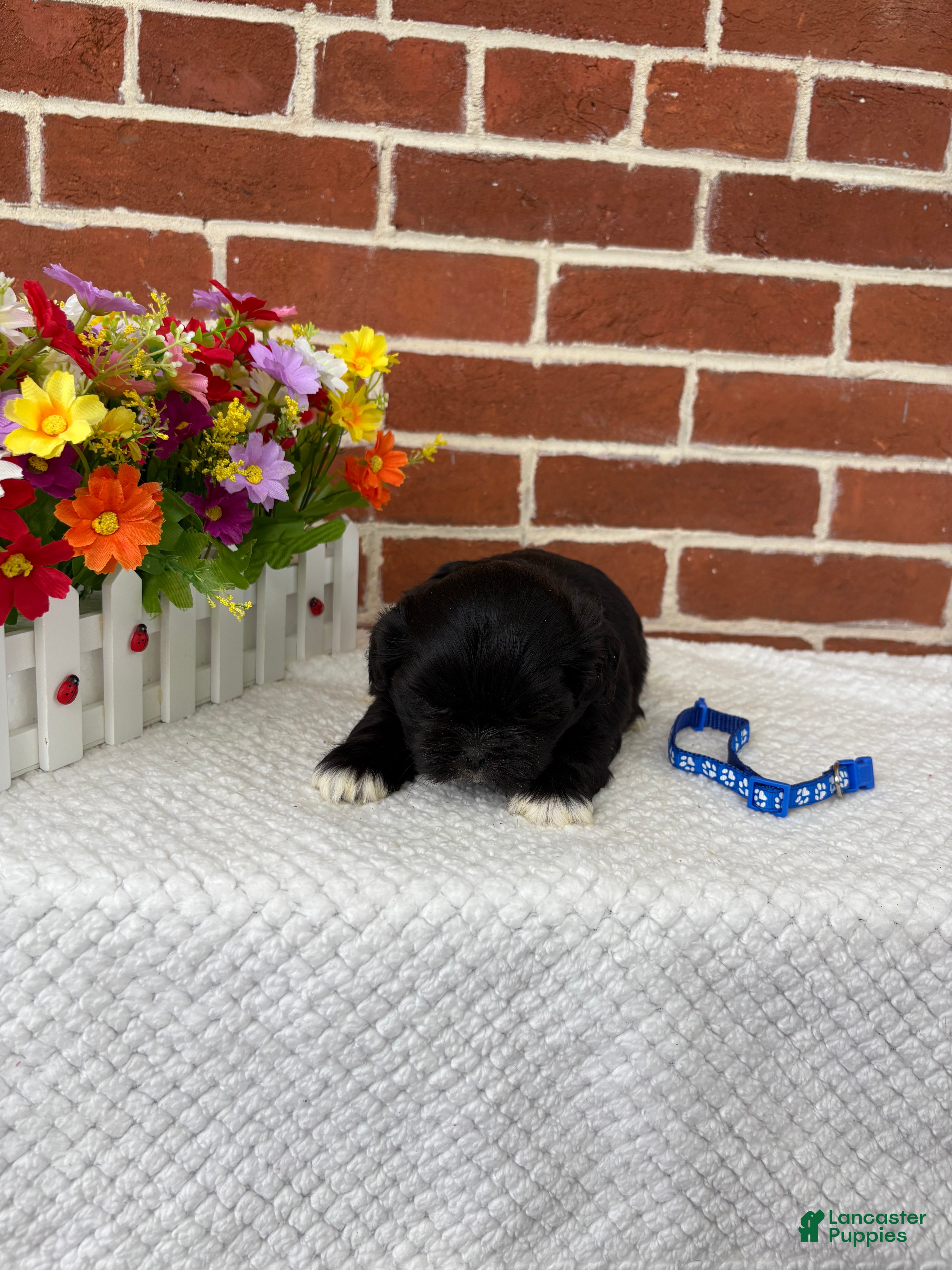 Shih Tzu dogs Leo - Ad 2