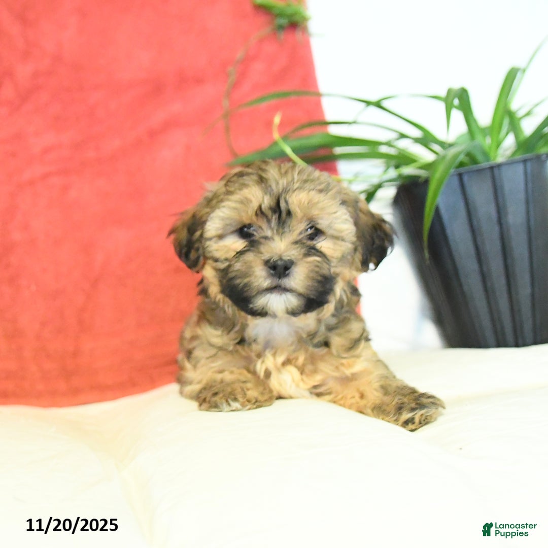 Shorkie dogs for sale: Moon  - Ad 4