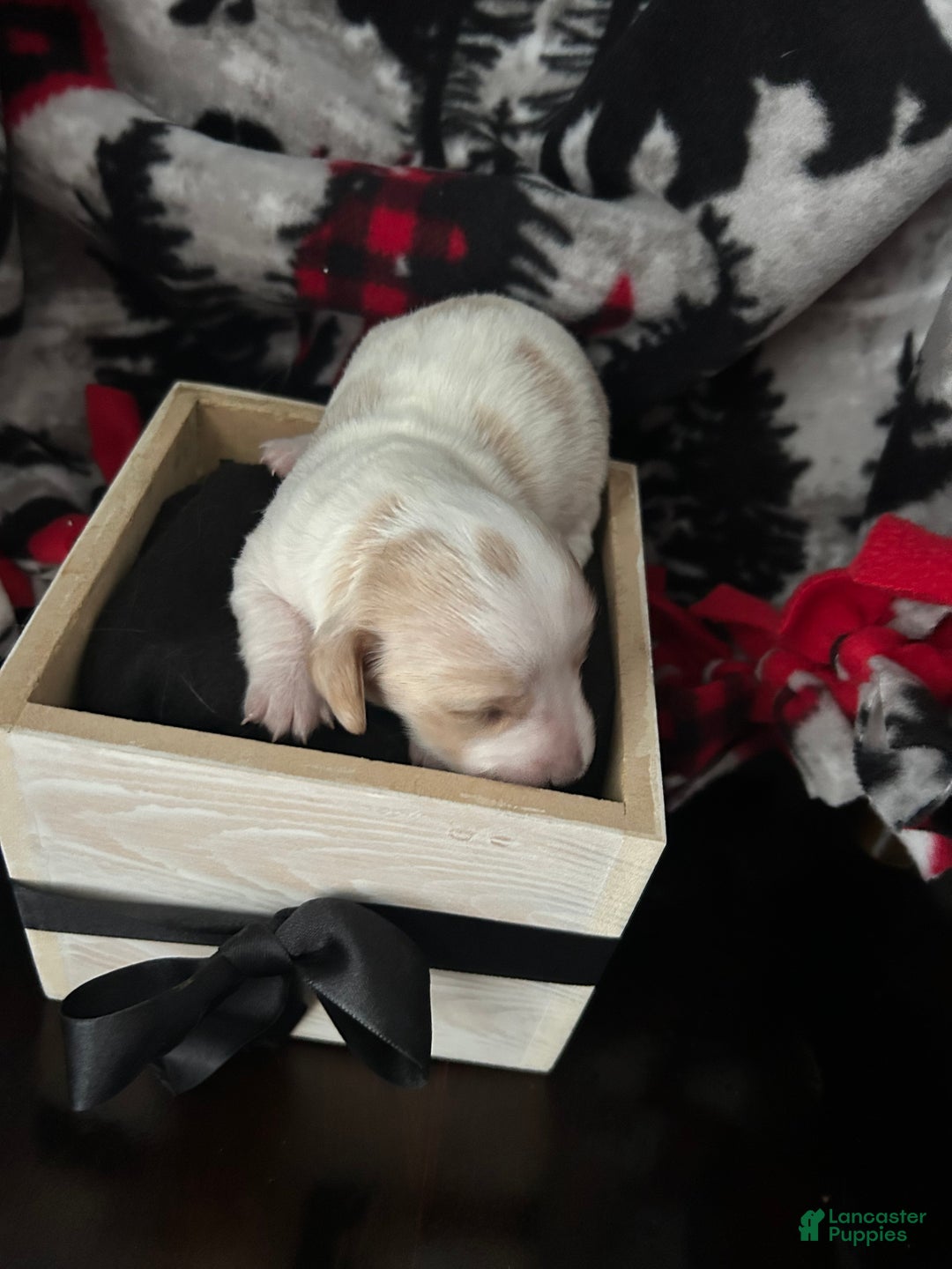 Miniature Dachshund dogs for sale: Miniature Dachshund Puppy 3 - Ad 9