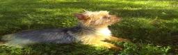 Yorkshire Terrier dogs for sale: Zara - Ad 10