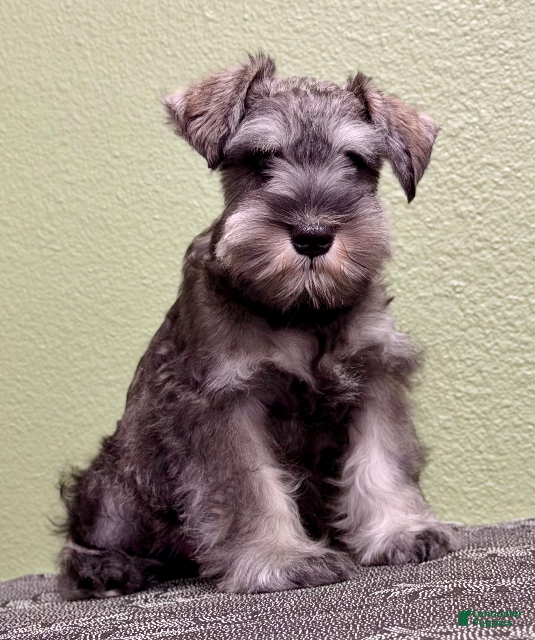 Miniature Schnauzer dogs Miniature Schnauzer Puppy 1 - Ad 1