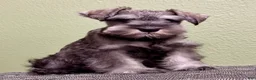 Miniature Schnauzer dogs for sale: Miniature Schnauzer Puppy 1 - Ad 1