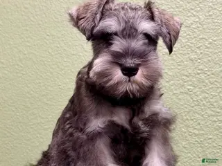 Miniature Schnauzer dogs for sale: Miniature Schnauzer Puppy 1 - Ad 3