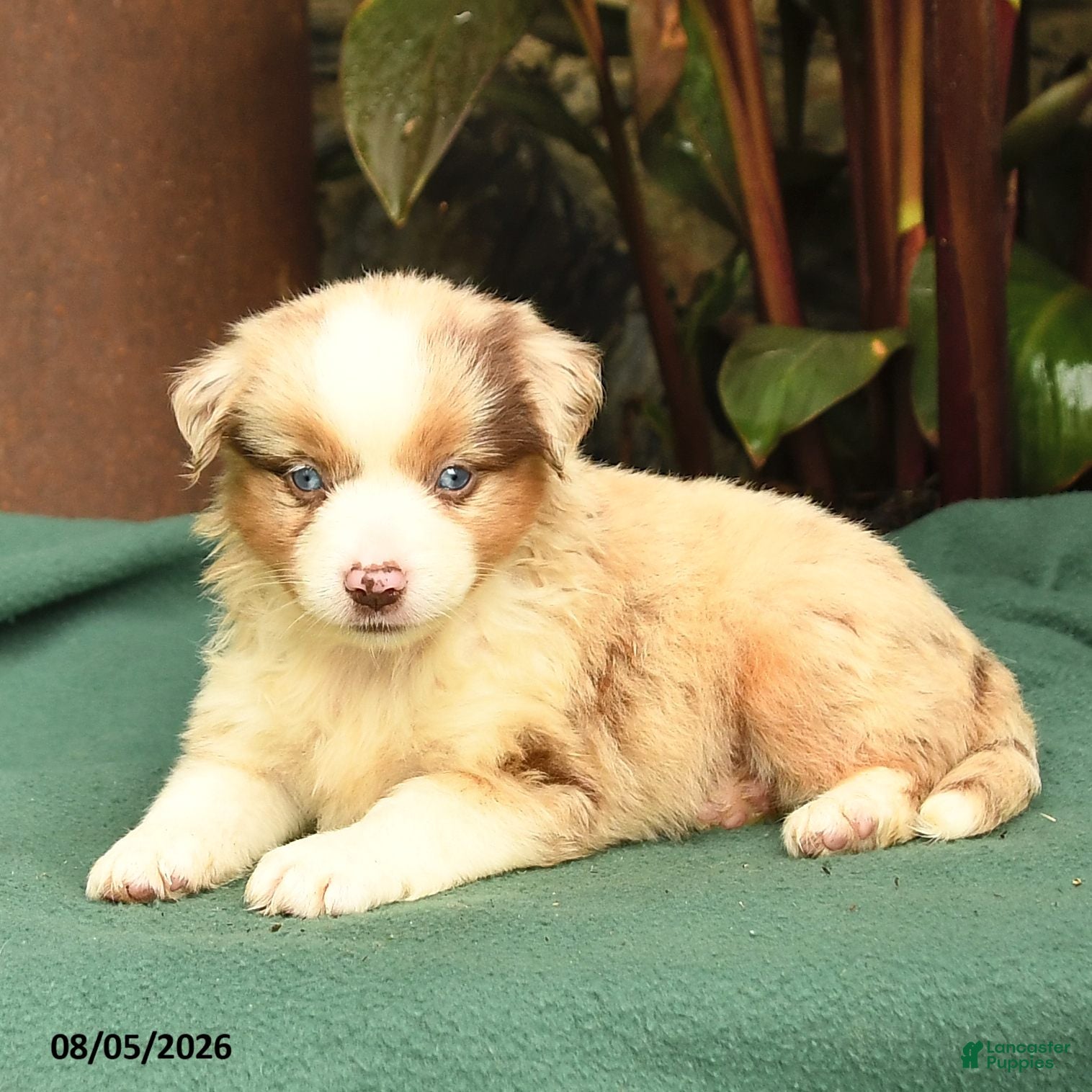 Miniature Australian Shepherd dogs Shan  - Ad 2