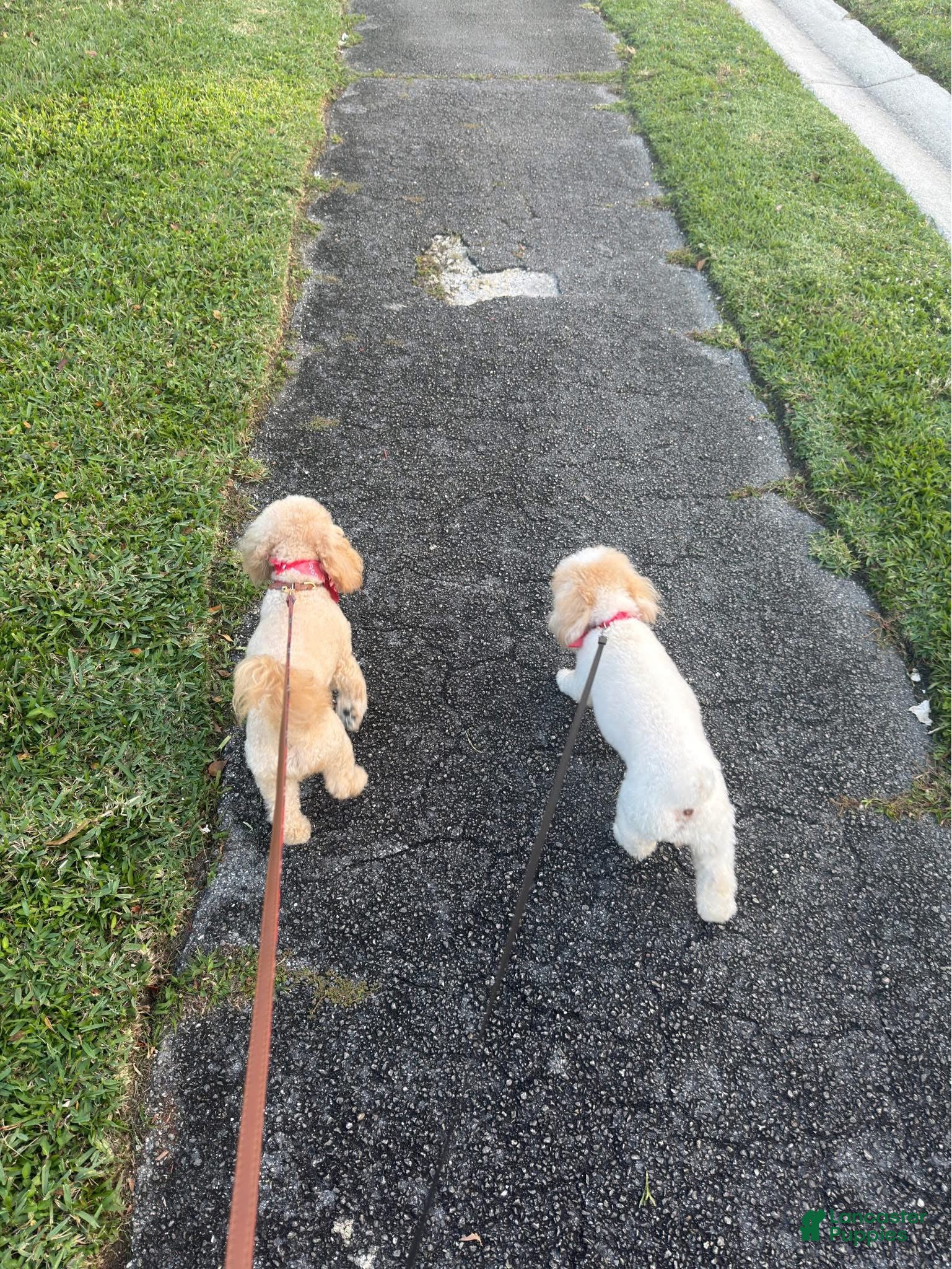 Toy Poodle dogs for sale: Toy Poodle Puppy 2 - Ad 5
