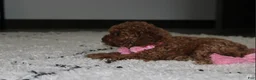 Toy Poodle dogs for sale: Bella - Ad 3