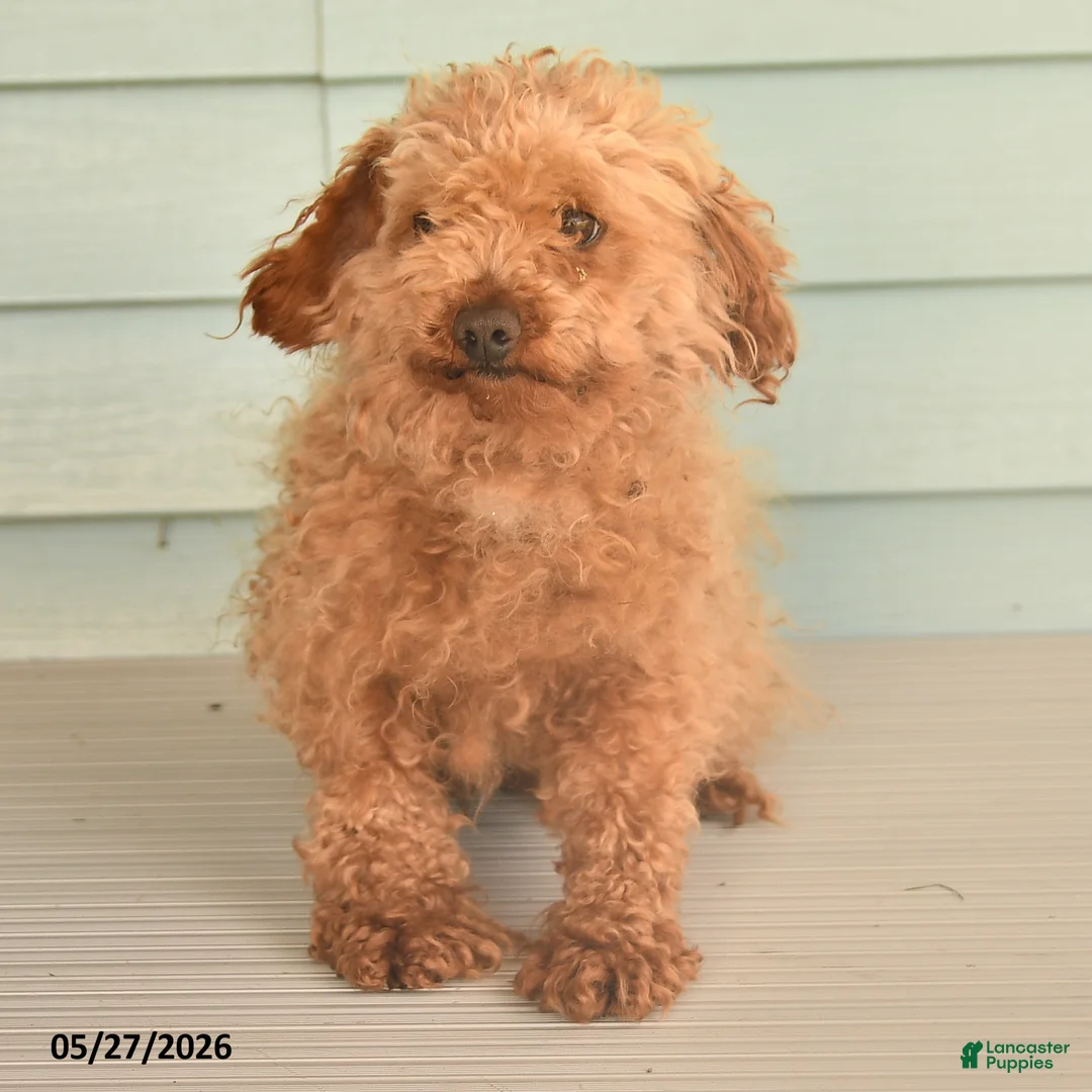 Maltipoo dogs for sale: Domino - Ad 5