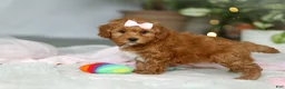 Cavapoo dogs for sale: Maggie - Ad 2