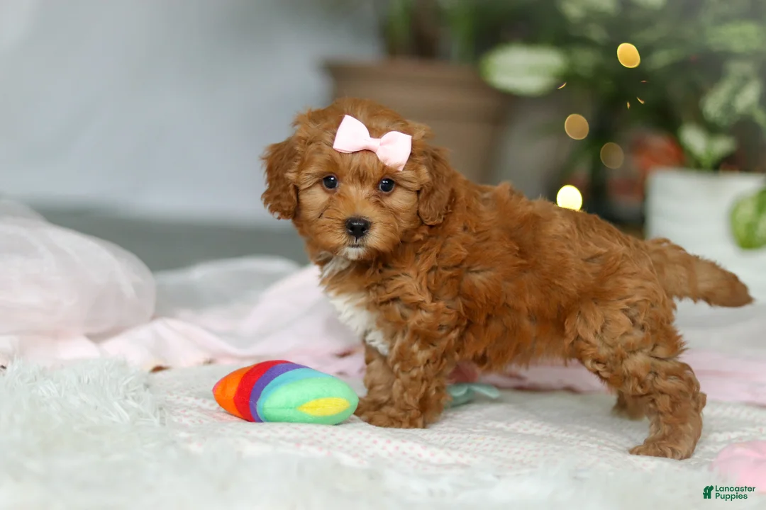 Cavapoo dogs for sale: Maggie - Ad 2