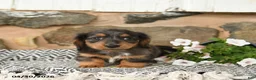 Miniature Dachshund dogs for sale: Karl - Ad 4