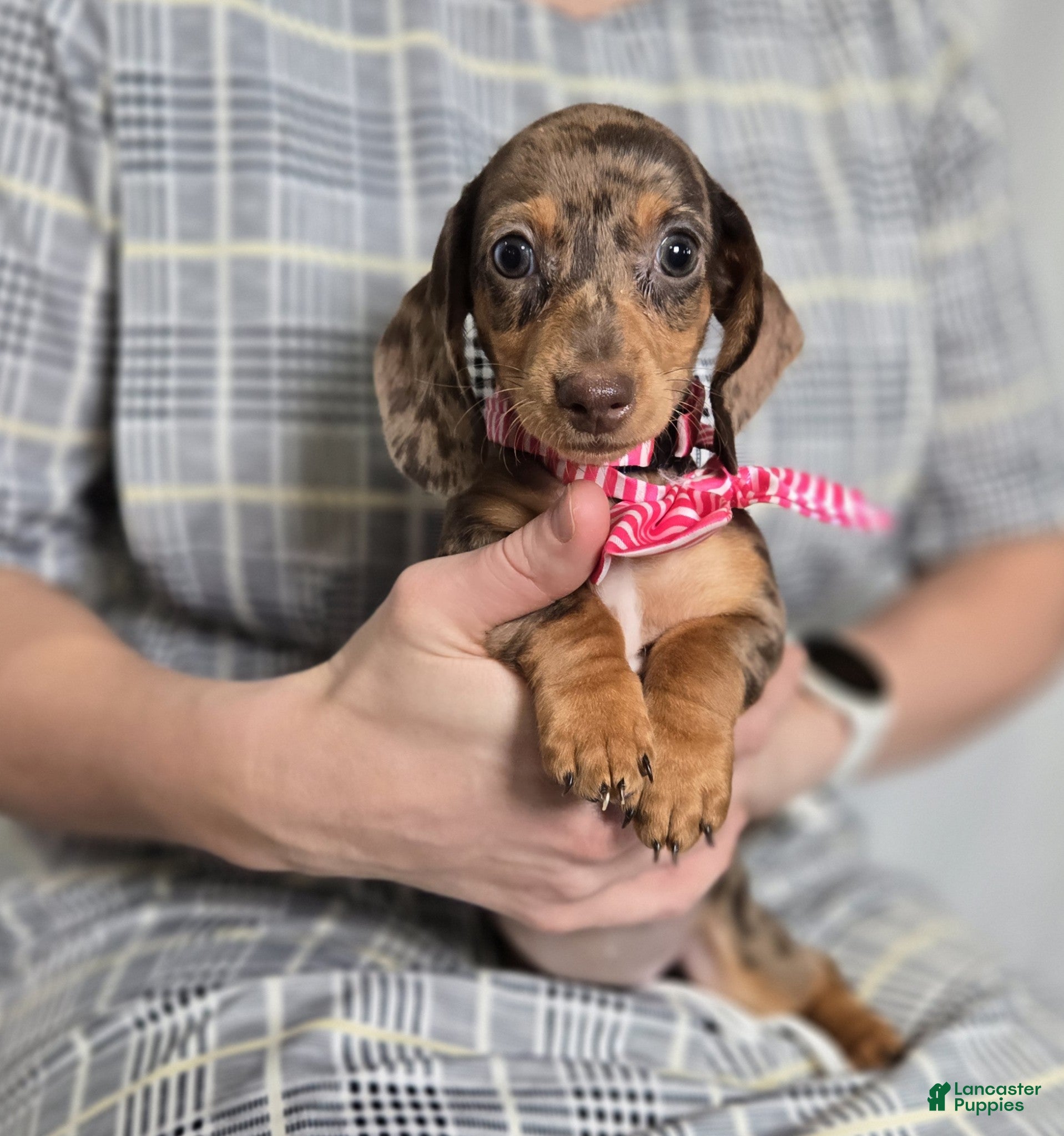 Miniature Dachshund dogs Ann - Ad 2