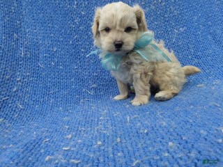 Malshi dogs Rocky - Ad 6