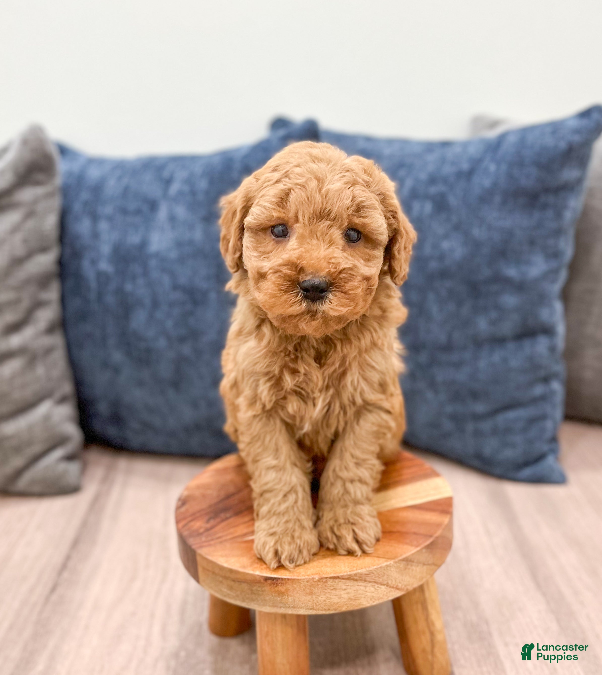 Mini Goldendoodle dogs Samson - Ad 32