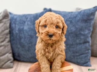 Mini Goldendoodle dogs Samson - Ad 32