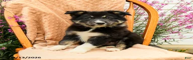 Hugo 