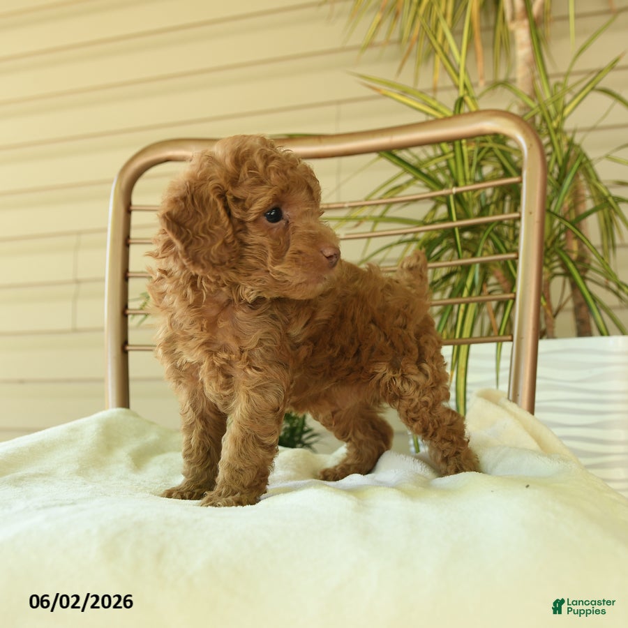 Miniature Poodle dogs for sale: Mikki - Ad 4