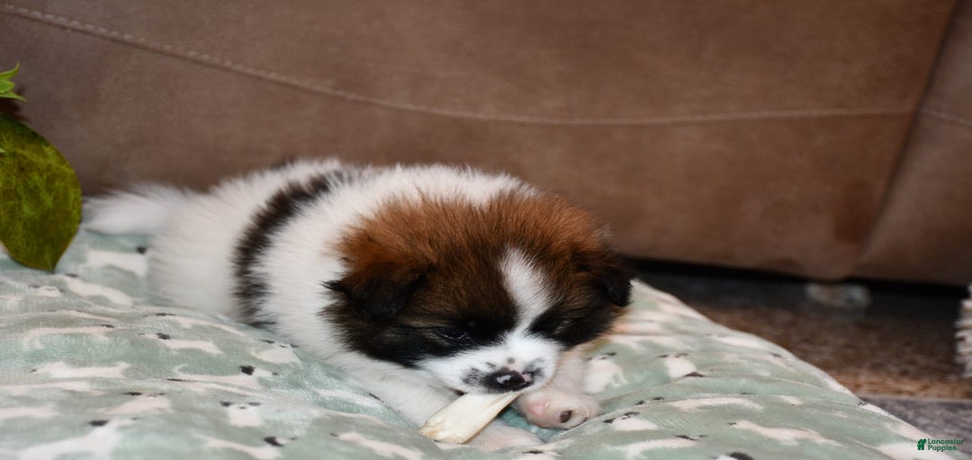 Gallery Image {{count}}