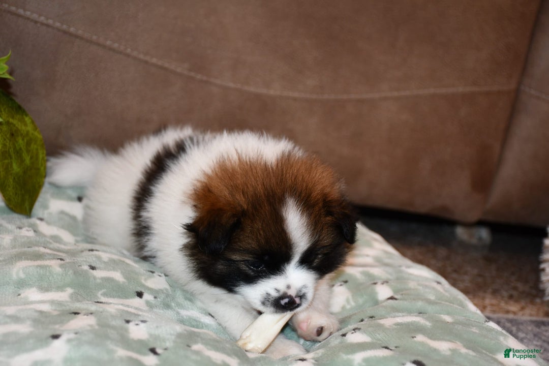 Gallery Image {{count}}