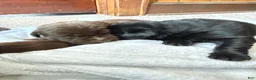 Labrador Retriever dogs for sale: Labrador Retriever Puppy 2 - Ad 2