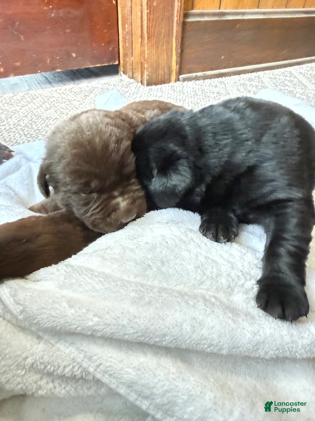 Labrador Retriever dogs for sale: Labrador Retriever Puppy 2 - Ad 2