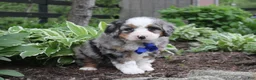 Bernedoodle dogs for sale: Patrick - Ad 3