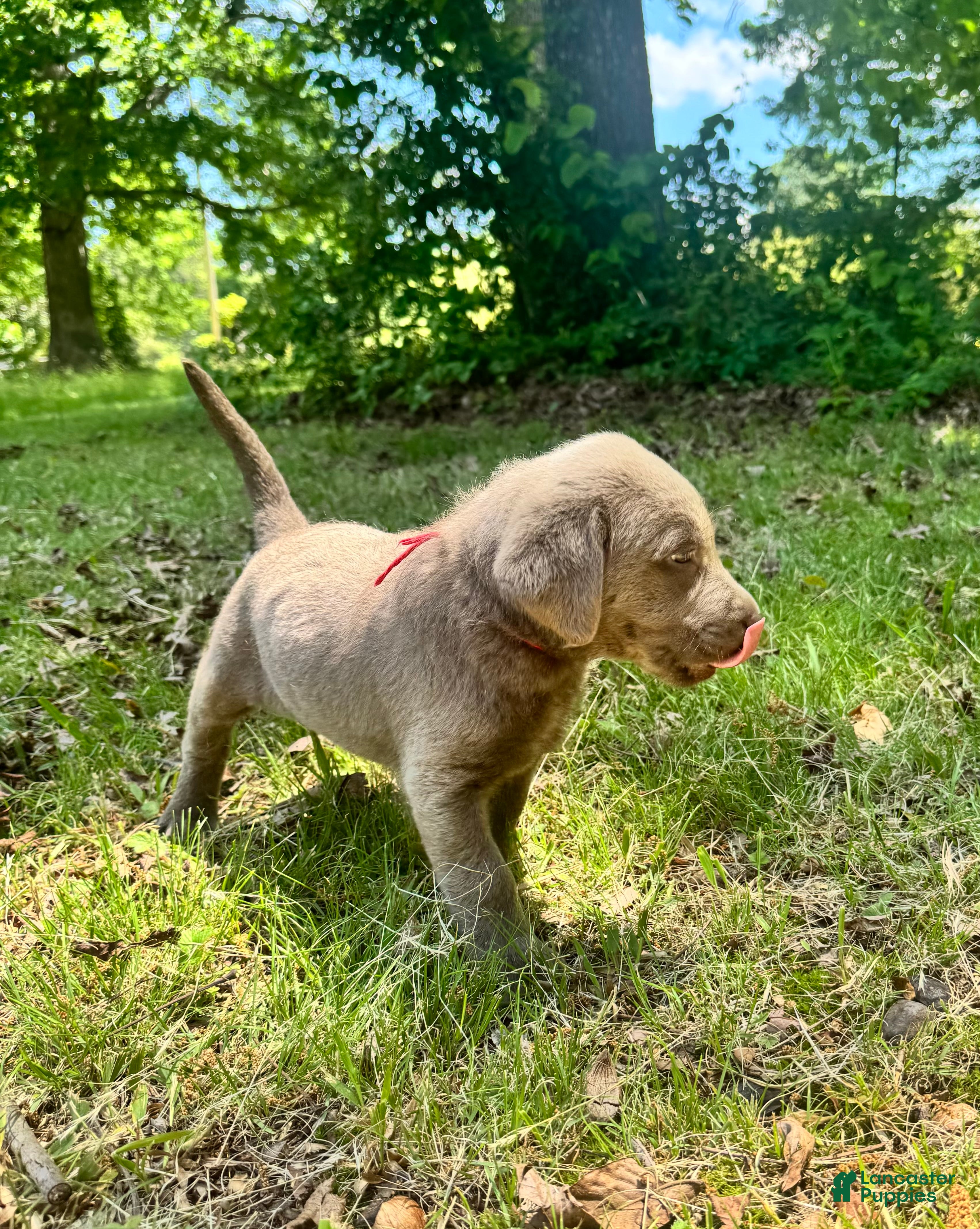 Labrador Retriever dogs Red - Ad 34