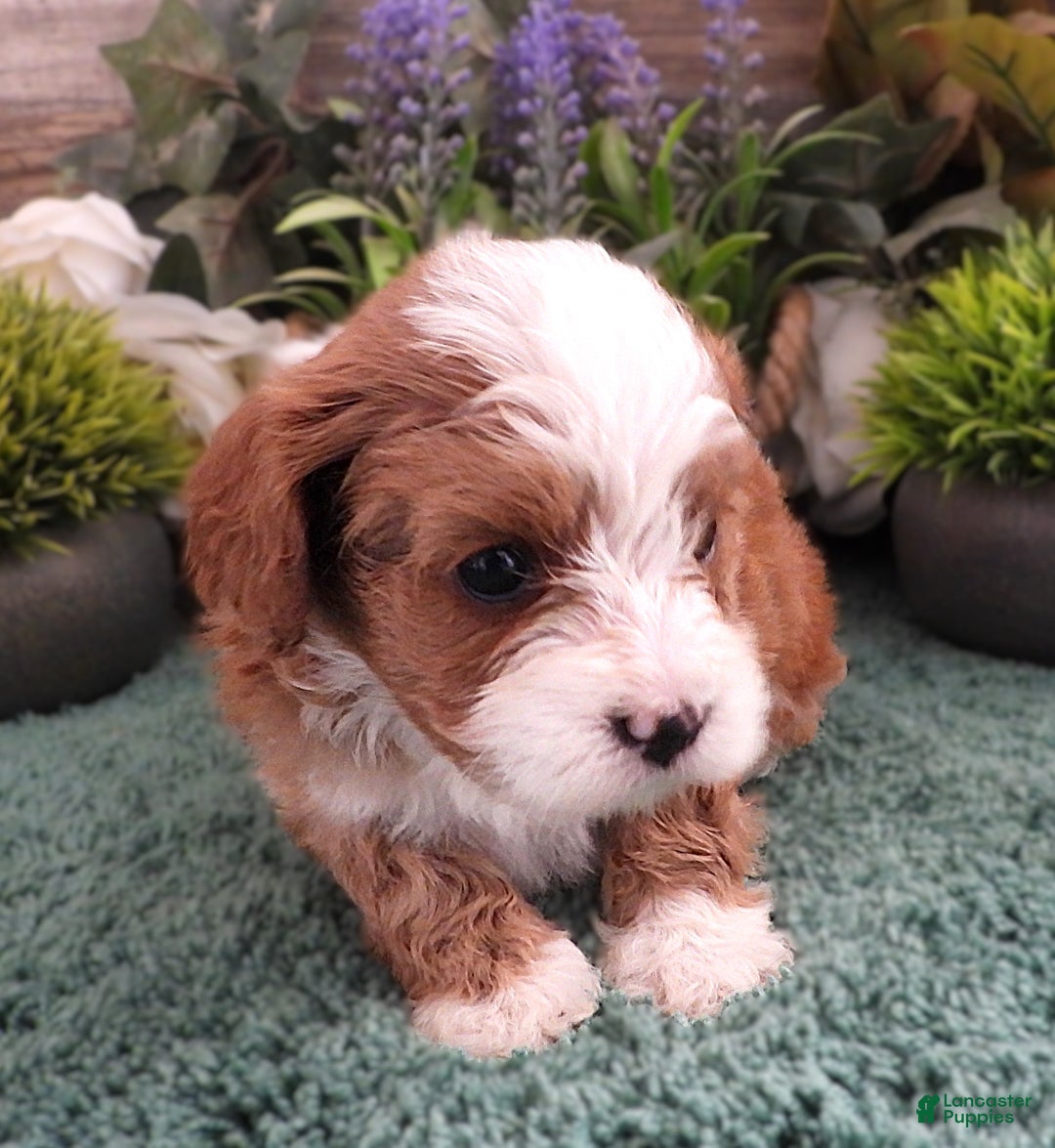 Cavapoo dogs for sale: Cavapoo Female #2 (Autumn's) - Ad 3
