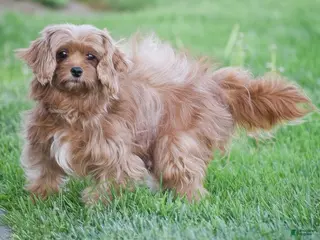 Cavapoo dogs Lilly - Ad 11