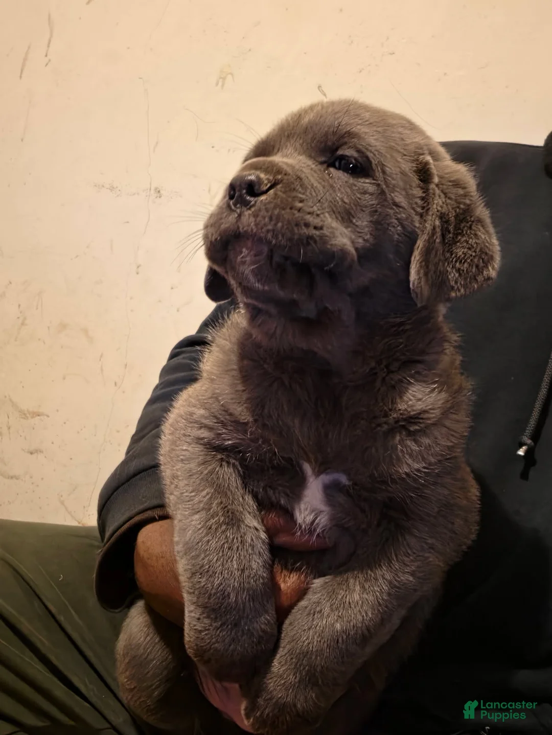 Cane Corso dogs for sale: Bear - Ad 1