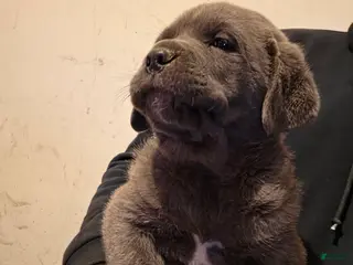 Cane Corso dogs for sale: Bear - Ad 1