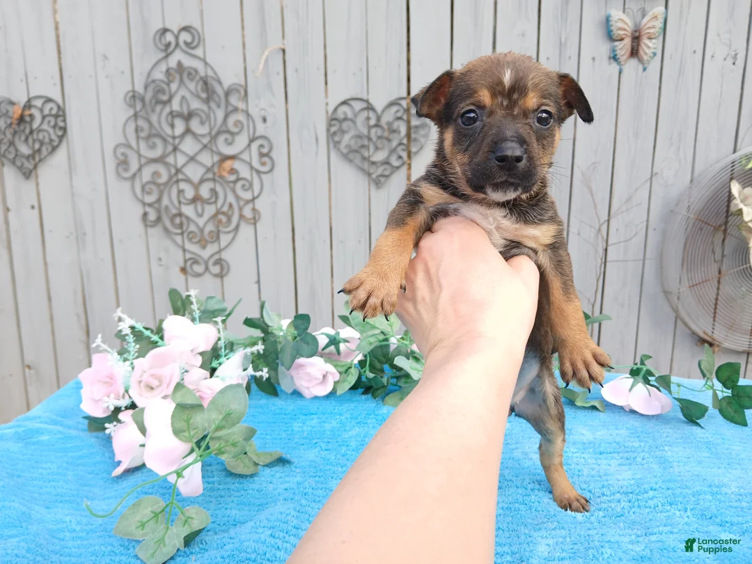 Mixed Breed dogs for sale: 1/2 Blue Heeler 1/2 Bulldog, Nationwide delivery  - Ad 5