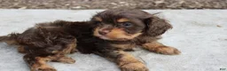 Cavapoo dogs for sale: Forrest - Ad 13