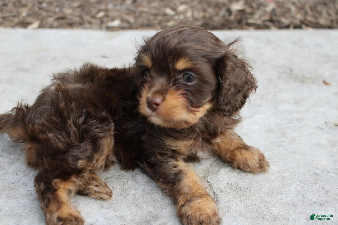 Cavapoo dogs for sale: Forrest - Ad 13