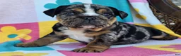 English Bulldog dogs for sale: Savvy - Ad 4