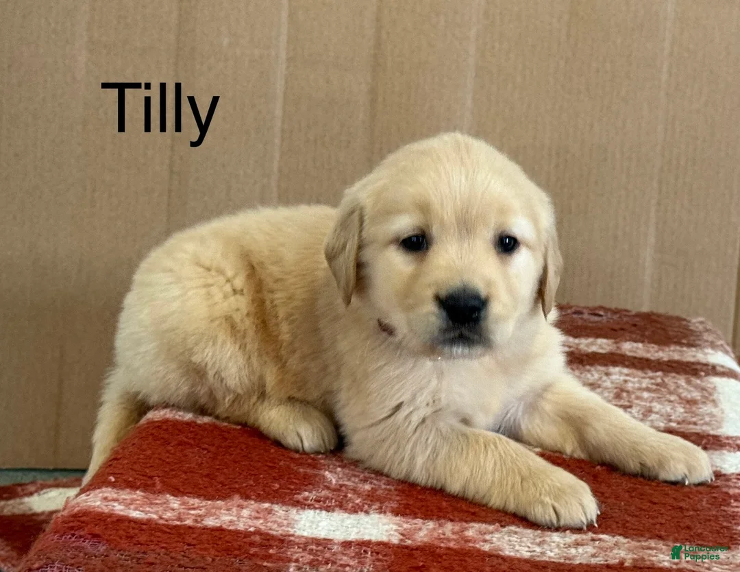 Golden Retriever dogs for sale: Tilly - Ad 1