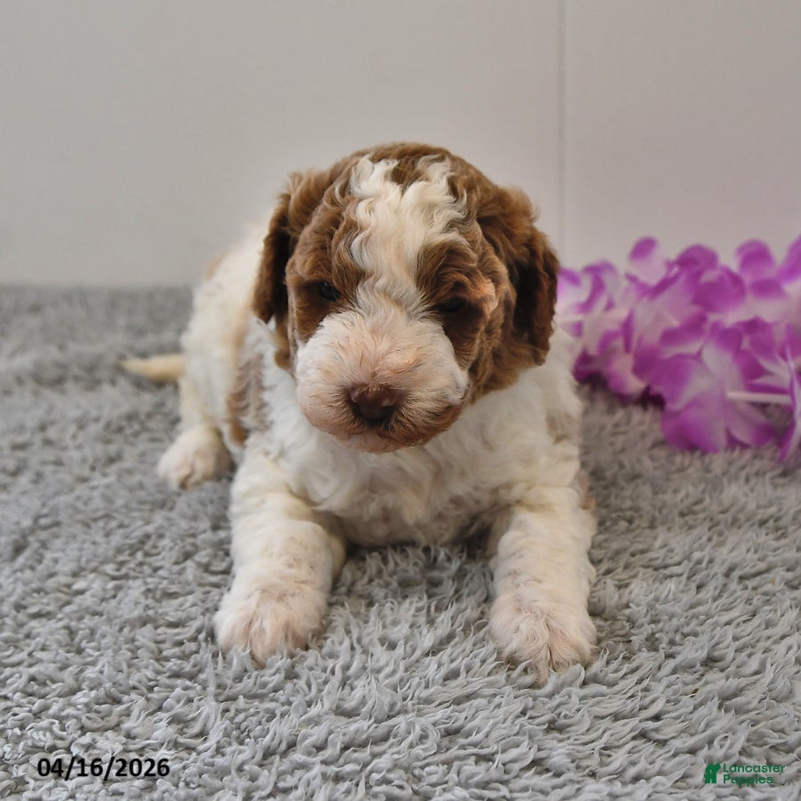Mini Goldendoodle dogs Sassy - Ad 2