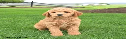 Mini Goldendoodle dogs for sale: Caramel - Ad 4