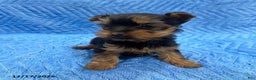 Yorkshire Terrier dogs for sale: Jesse - Ad 3