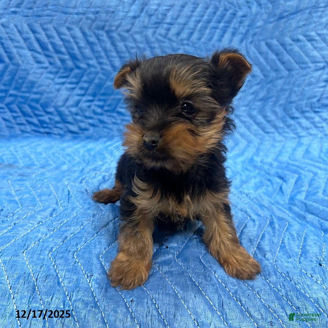 Yorkshire Terrier dogs for sale: Jesse - Ad 3